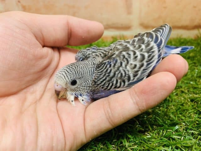 意外に珍しい?! セキセイインコ ノーマル入舎です! R4 8/19撮影 セキセイインコ