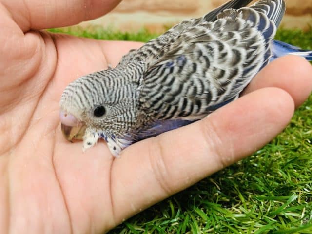 意外に珍しい?! セキセイインコ ノーマル入舎です! R4 8/19撮影 セキセイインコ