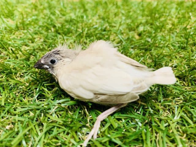 レアカラー! キンカチョウ シルバー入舎です! R4 8/4撮影 錦花鳥(キンカチョウ)