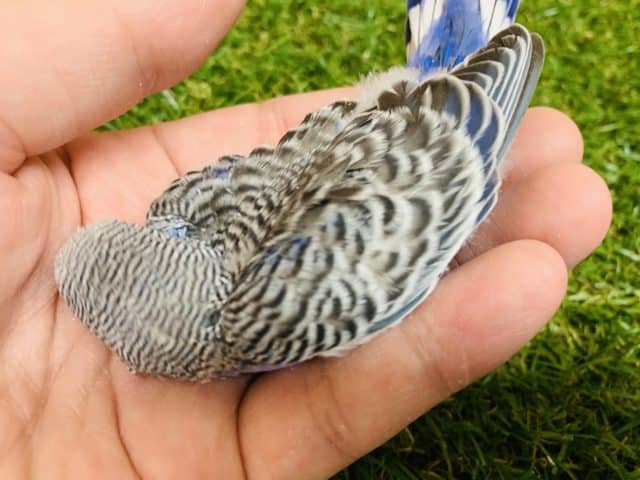 意外に珍しい?! セキセイインコ ノーマル入舎です! R4 8/19撮影 セキセイインコ