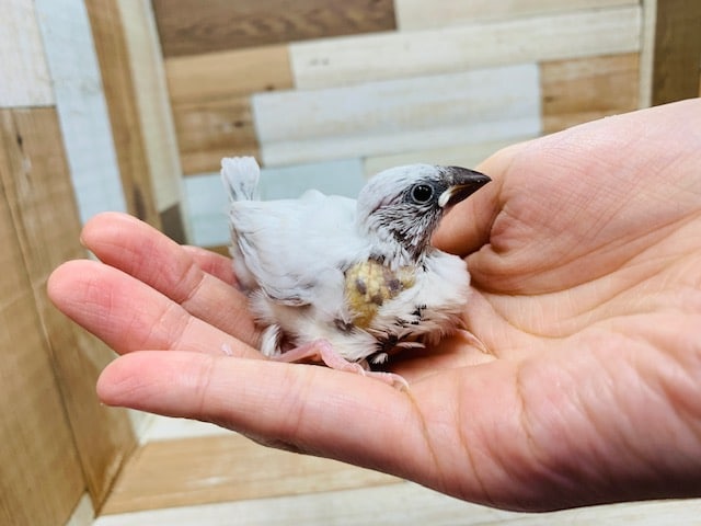シルバー文鳥