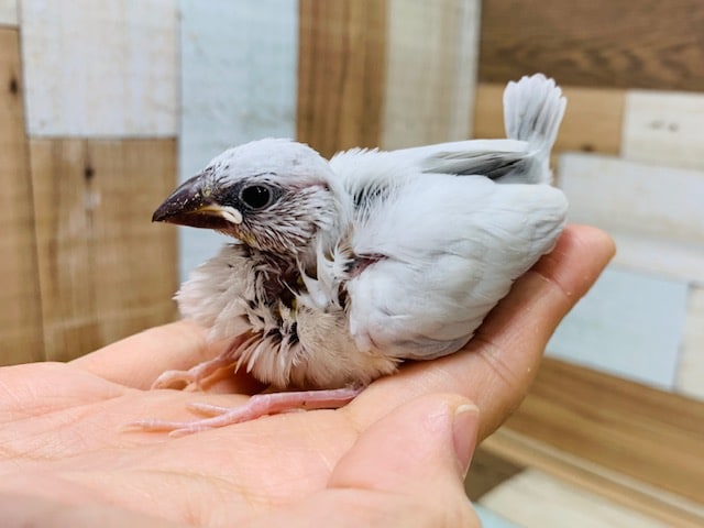 シルバー文鳥