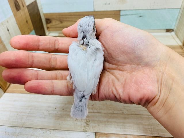 シルバー文鳥