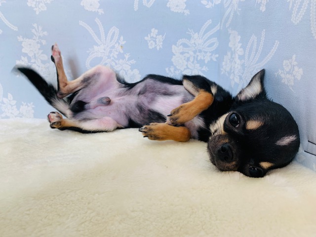 チワワ