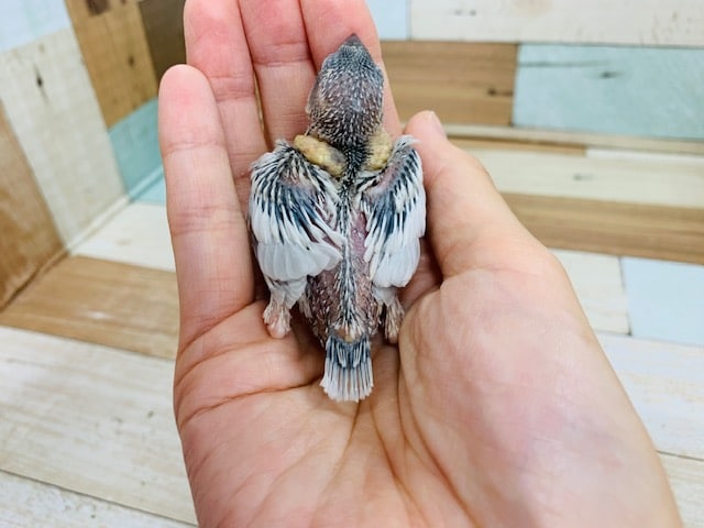 シルバー文鳥