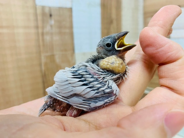 シルバー文鳥