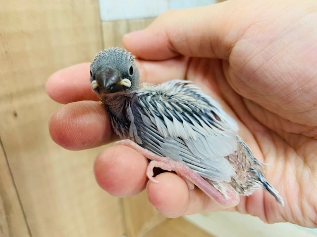 シルバー文鳥