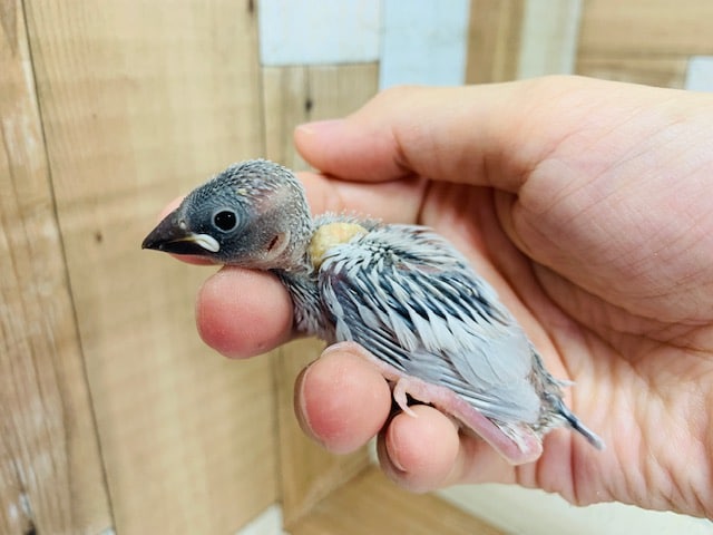 ケースを開けると出てきてくれます♪シルバー文鳥さん☆ シルバー文鳥