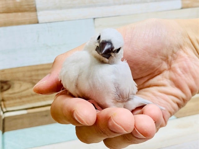 シルバー文鳥