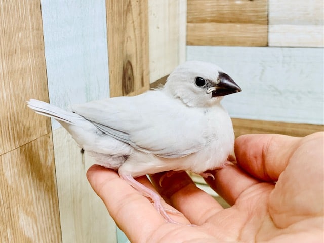 シルバー文鳥