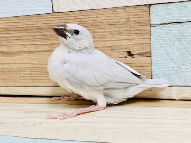ケースを開けると出てきてくれます♪シルバー文鳥さん☆ シルバー文鳥