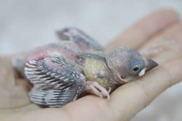 シルバー文鳥