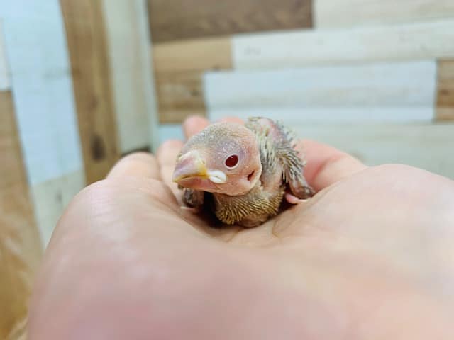 シナモン文鳥