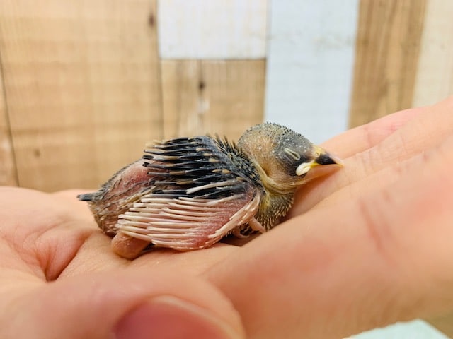 桜文鳥