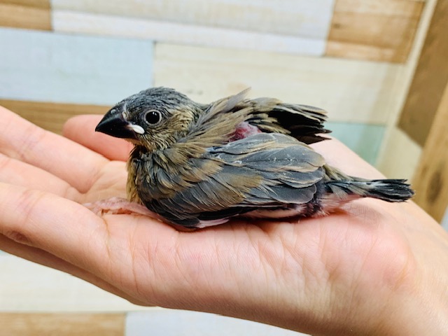 桜文鳥