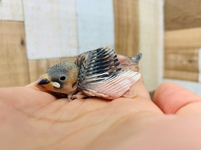 桜文鳥