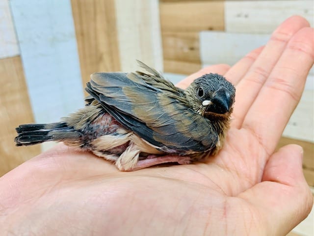 桜文鳥