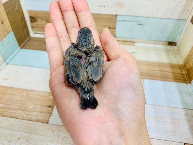 桜文鳥