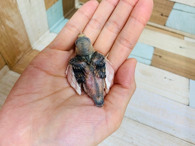 定番人気のヒナちゃん♡ 桜文鳥さん!! 桜文鳥