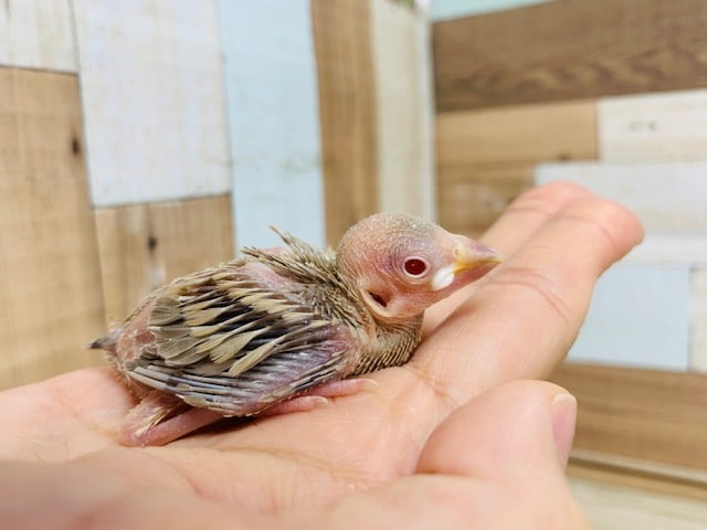 シナモン文鳥