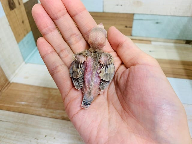 やっと入舎しました!シナモン文鳥さん♪ シナモン文鳥
