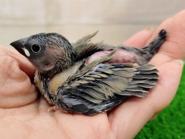 桜文鳥