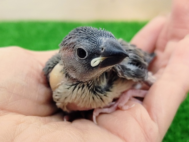 桜文鳥