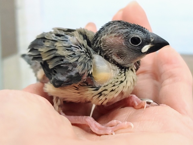 桜文鳥