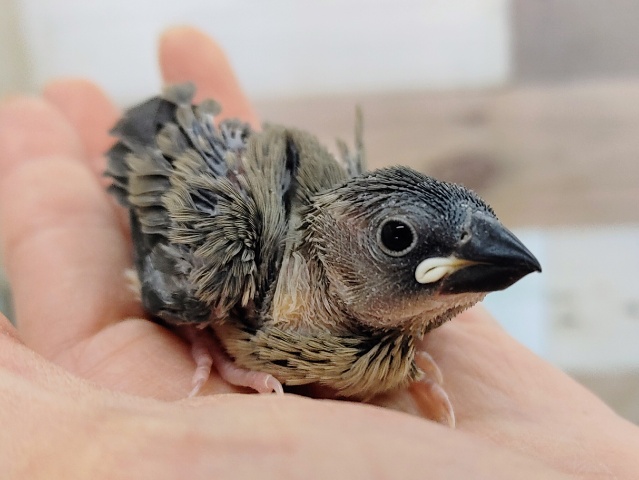 桜文鳥のヒナ❤入荷しました〜✨ 桜文鳥