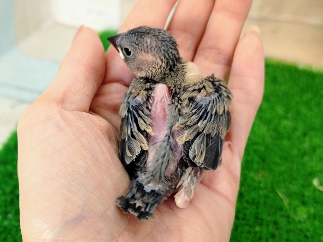 桜文鳥のヒナ❤入荷しました〜✨ 桜文鳥