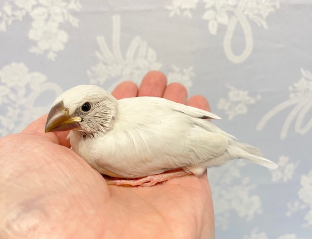 シルバー文鳥