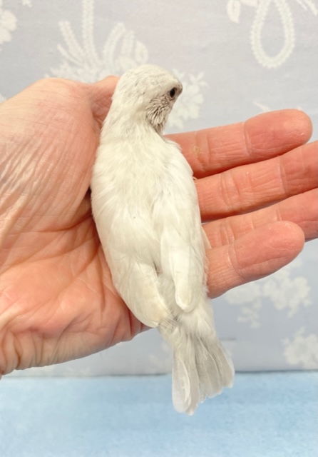 元気いっぱい💛シルバー文鳥 2022年10月生まれ シルバー文鳥