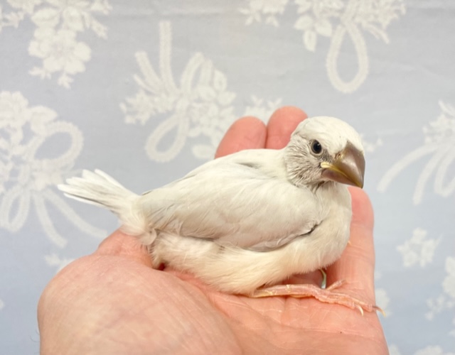 シルバー文鳥