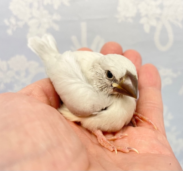 シルバー文鳥