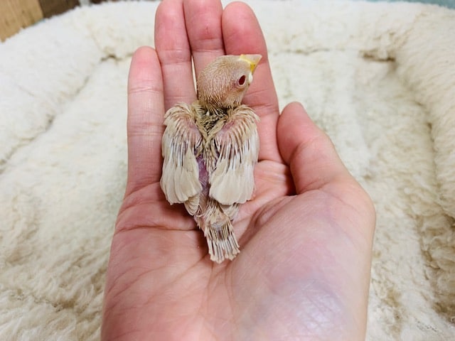 シナモン文鳥
