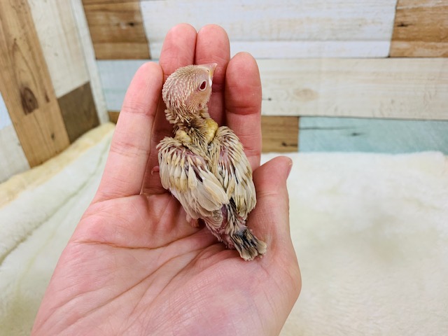 シナモン文鳥
