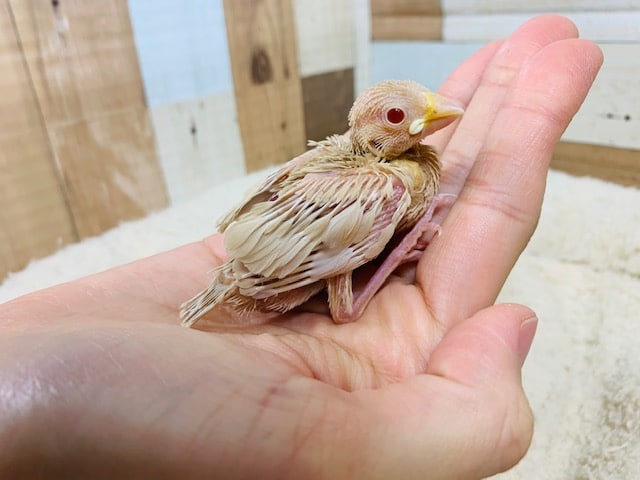 シナモン文鳥