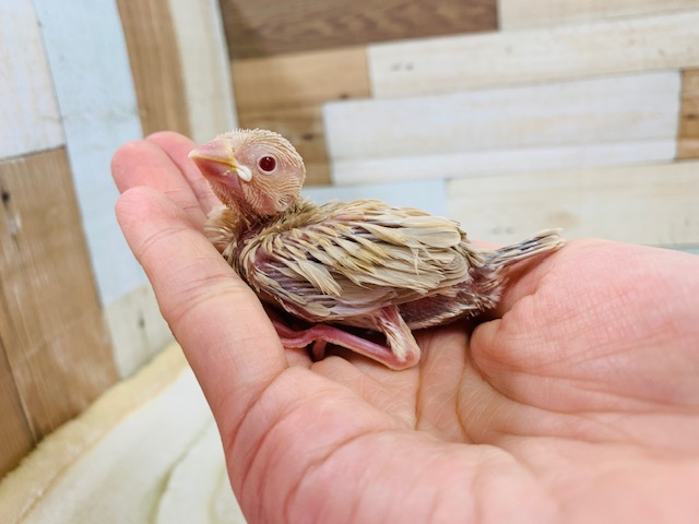 シナモン文鳥