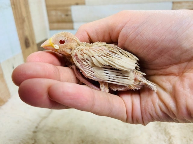 シナモン文鳥