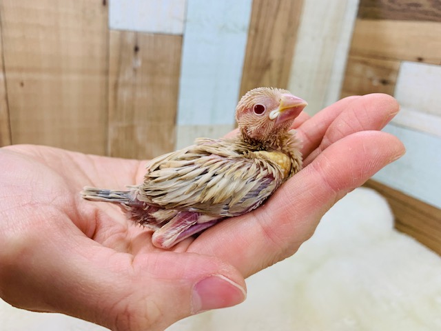 シナモン文鳥