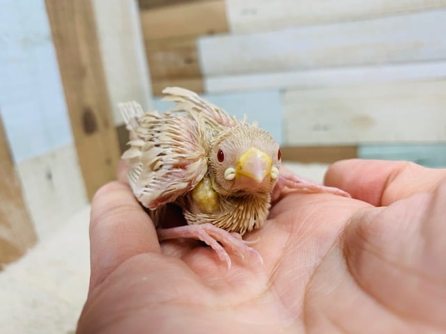 人気の淡いカラーの文鳥さん♪シナモン文鳥さん☆ シナモン文鳥