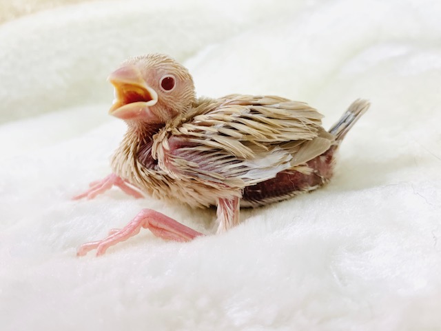 シナモン文鳥