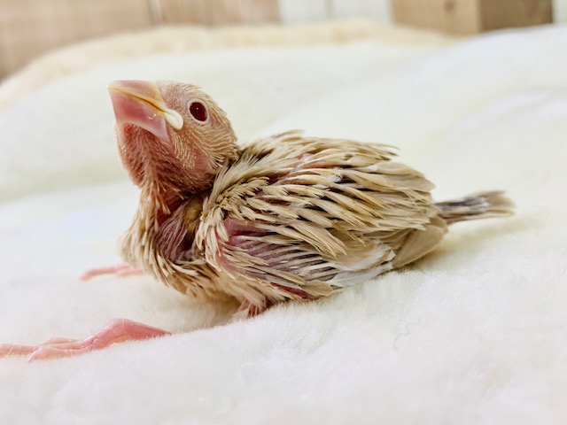 お口パクパク食欲旺盛☆シナモン文鳥さん♪ シナモン文鳥