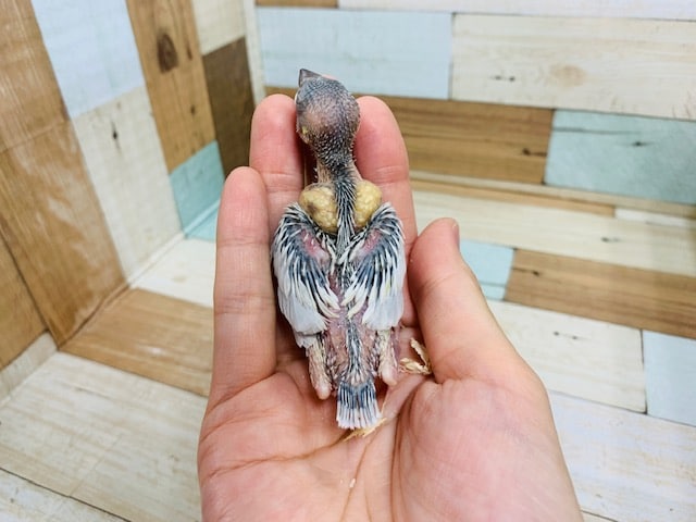 シルバー文鳥