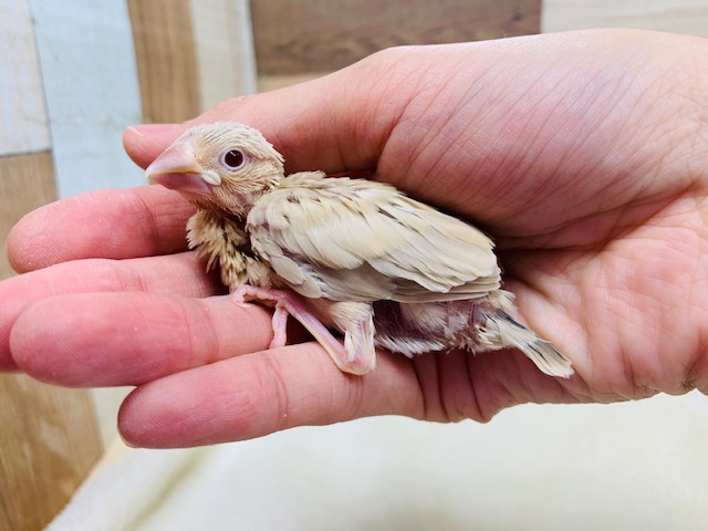 シナモン文鳥