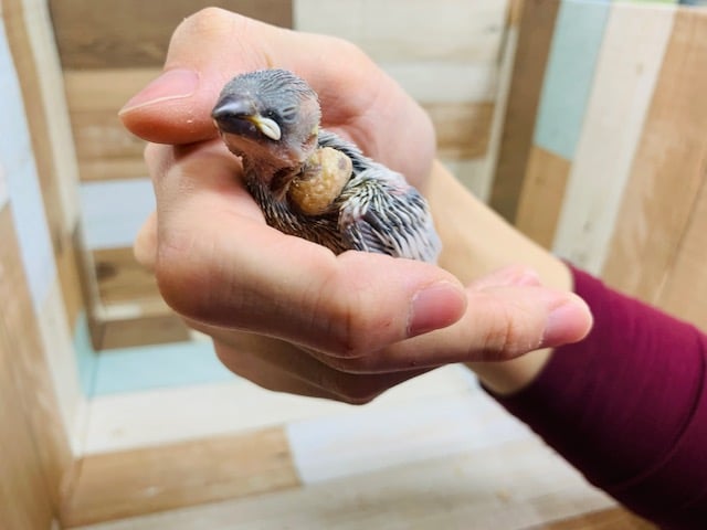 シルバー文鳥