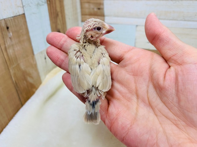 シナモン文鳥