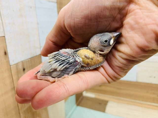 もうすぐおめめが開きます♪ヒナヒナシルバー文鳥さん☆ シルバー文鳥