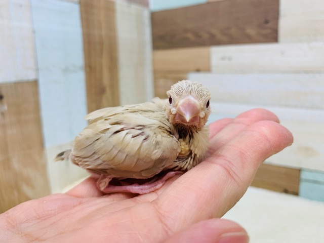 シナモン文鳥