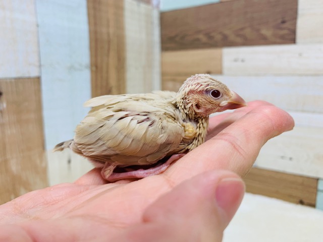 カメラ目線が可愛い♡シナモン文鳥さん! シナモン文鳥